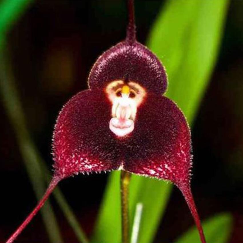 Chocolate Monkey flower seeds