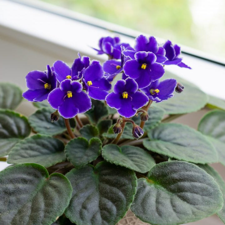 Sky Blue flower seeds
