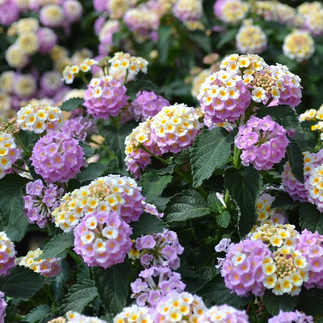 Wandelröschen flower seeds