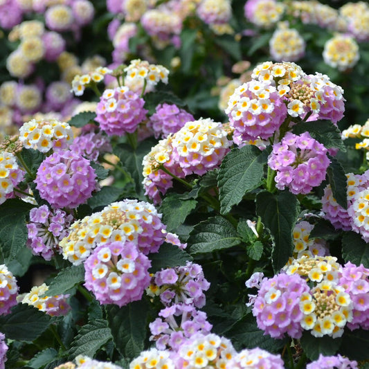 Wandelröschen flower seeds