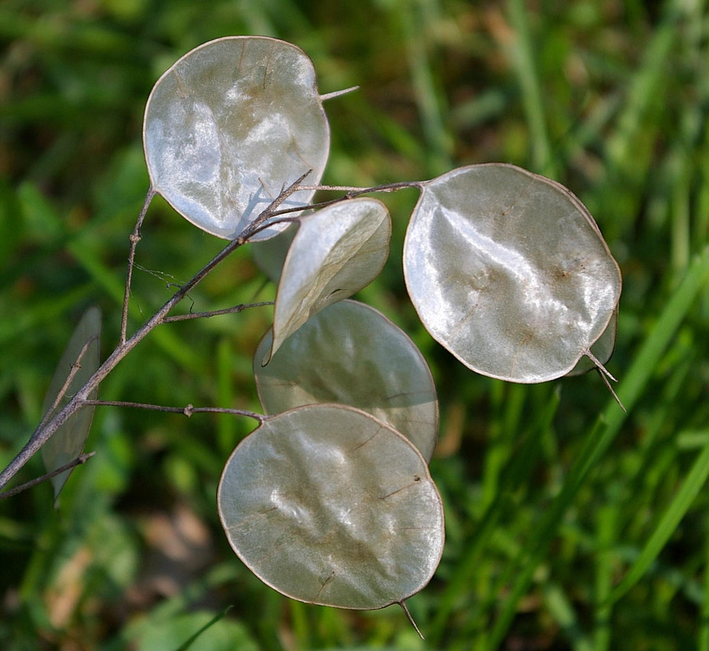Dollar flower seeds