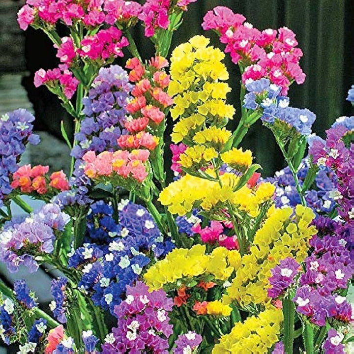 Colors Lavender flower seeds