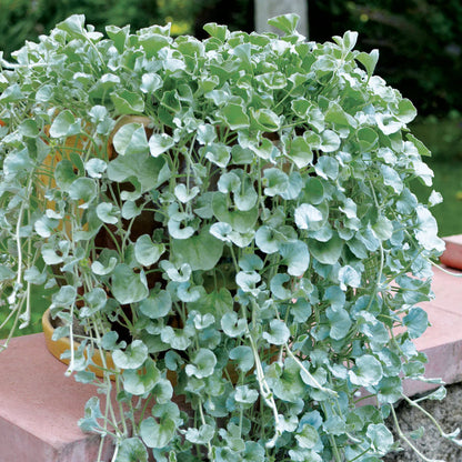 Blue Dichondra flower seeds