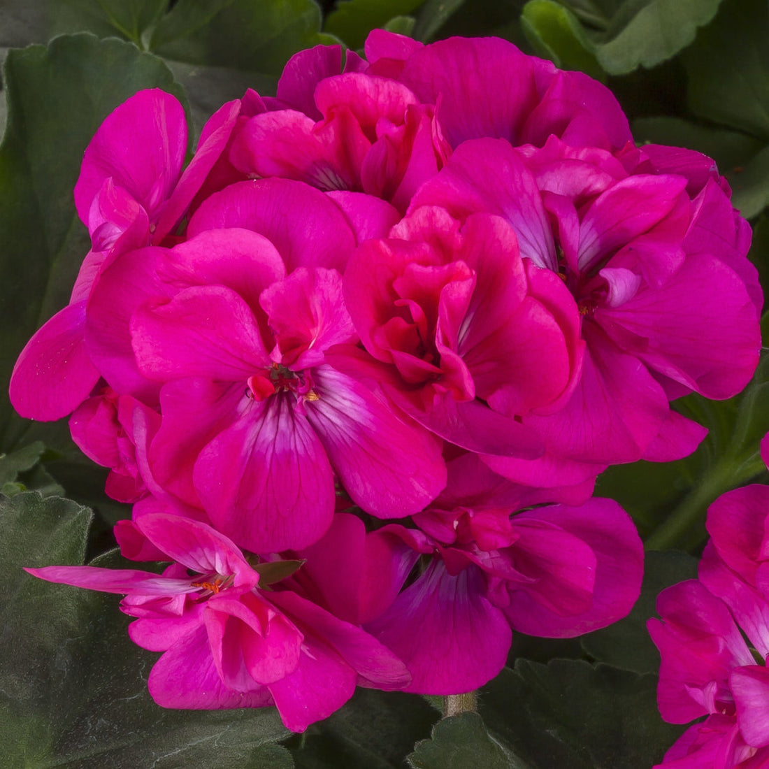 Deep Pink flower seeds