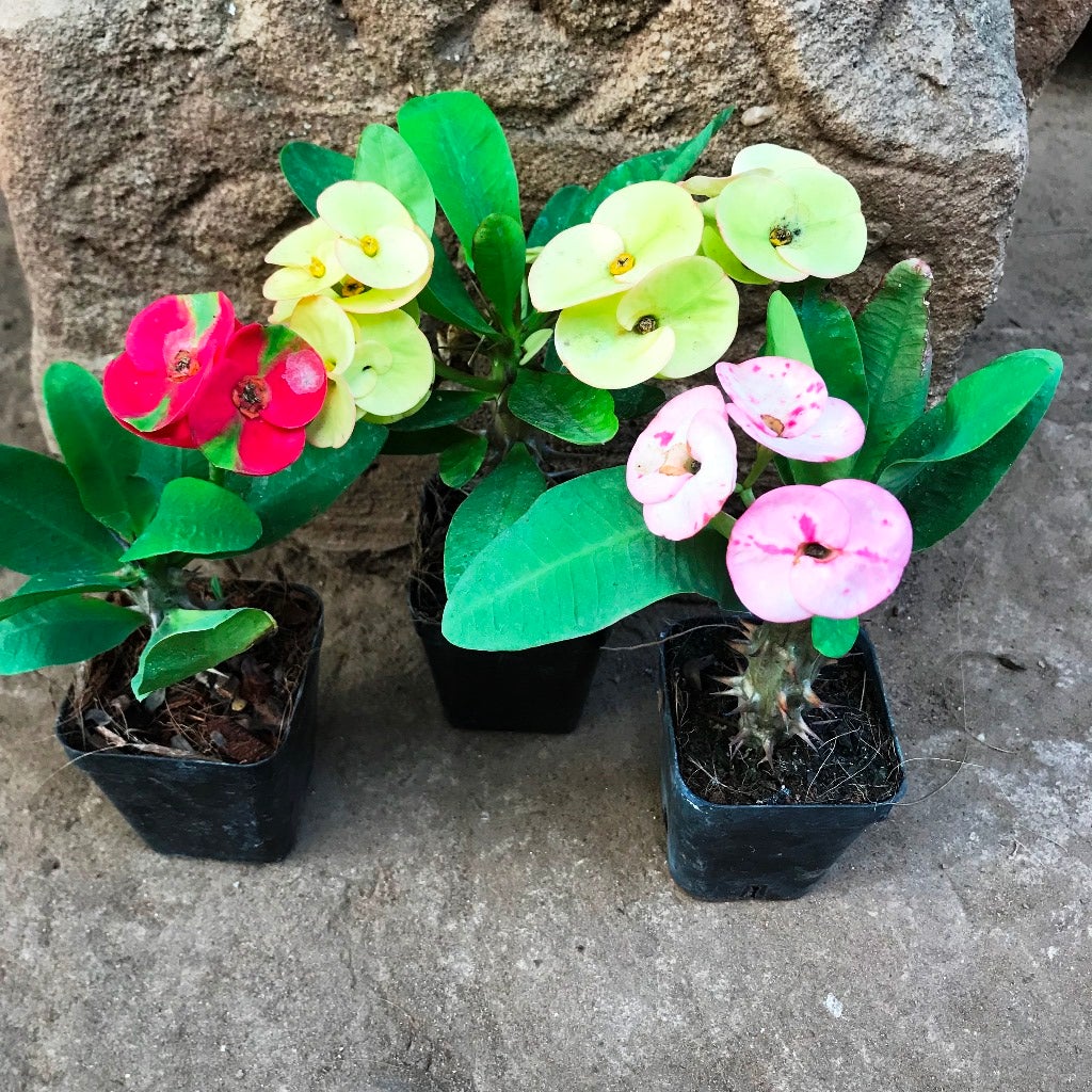 Euphorbia Milii flower seeds