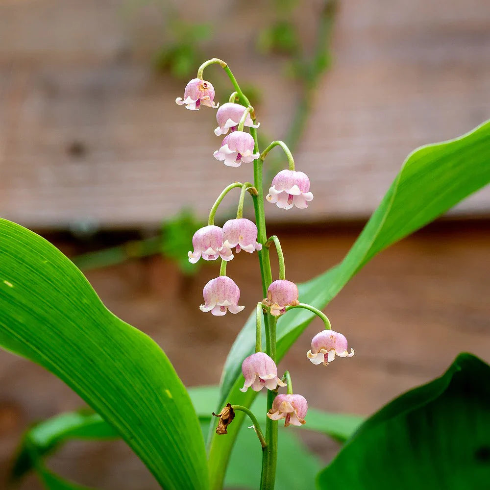Valley flower seeds