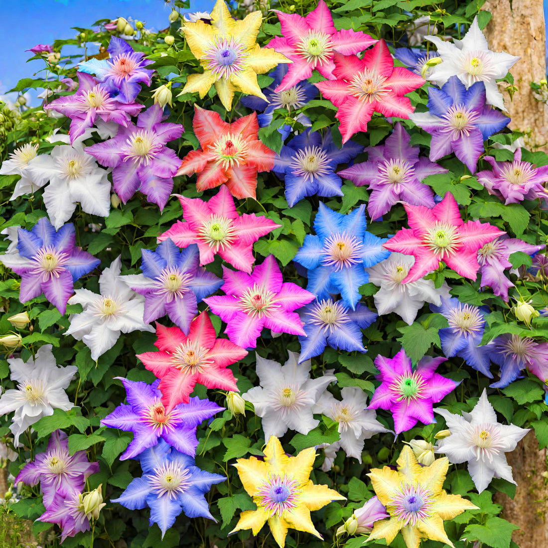 Clematis flower seeds