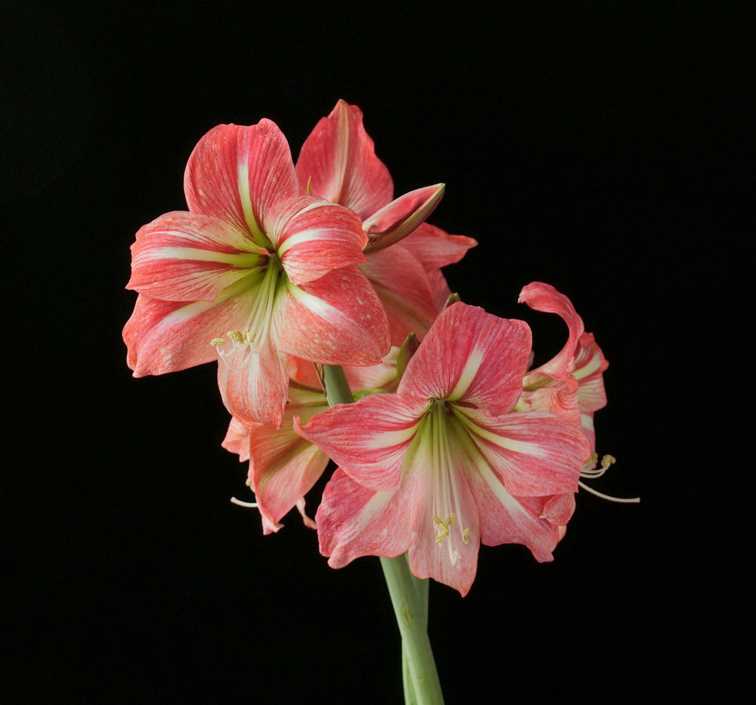 Hippeastrum flower seeds