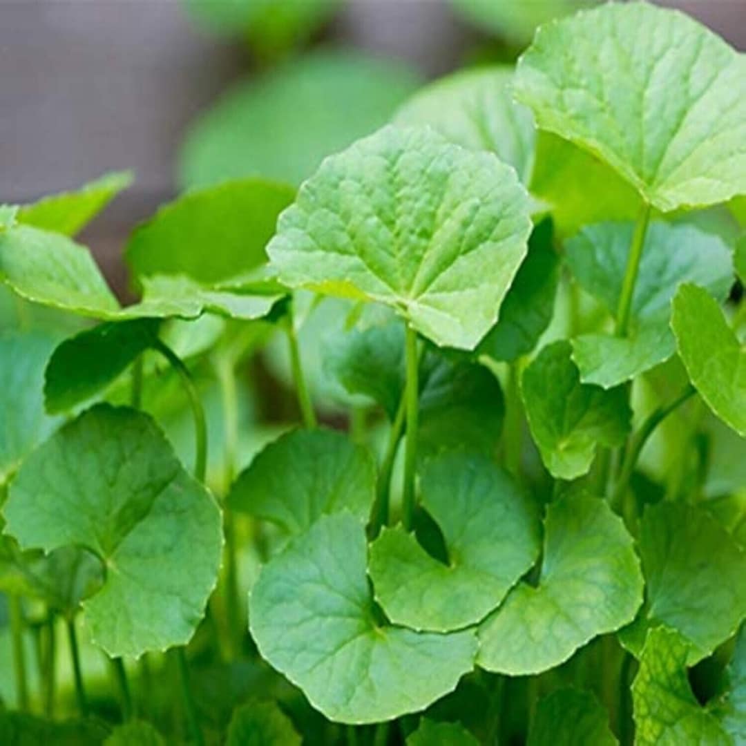 Centella flower seeds