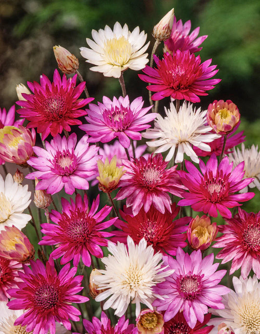 Xeranthemum Annuum flower seeds