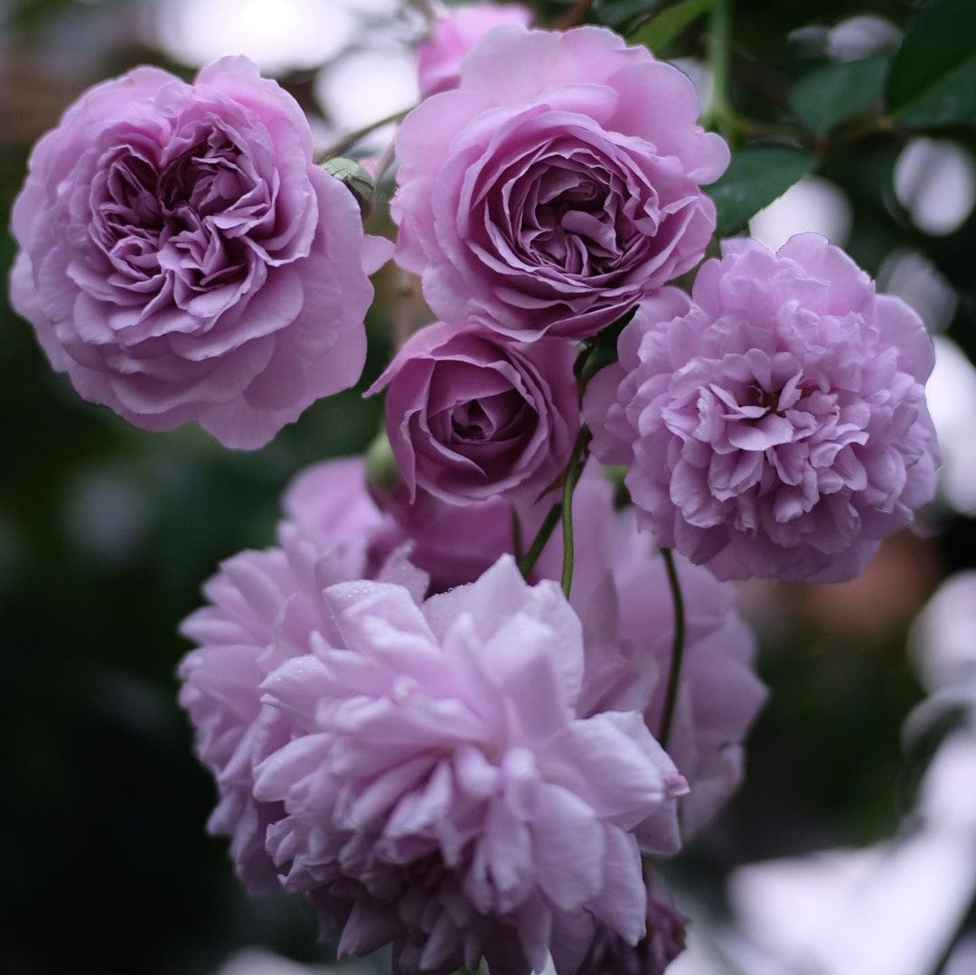 Light Purple flower seeds