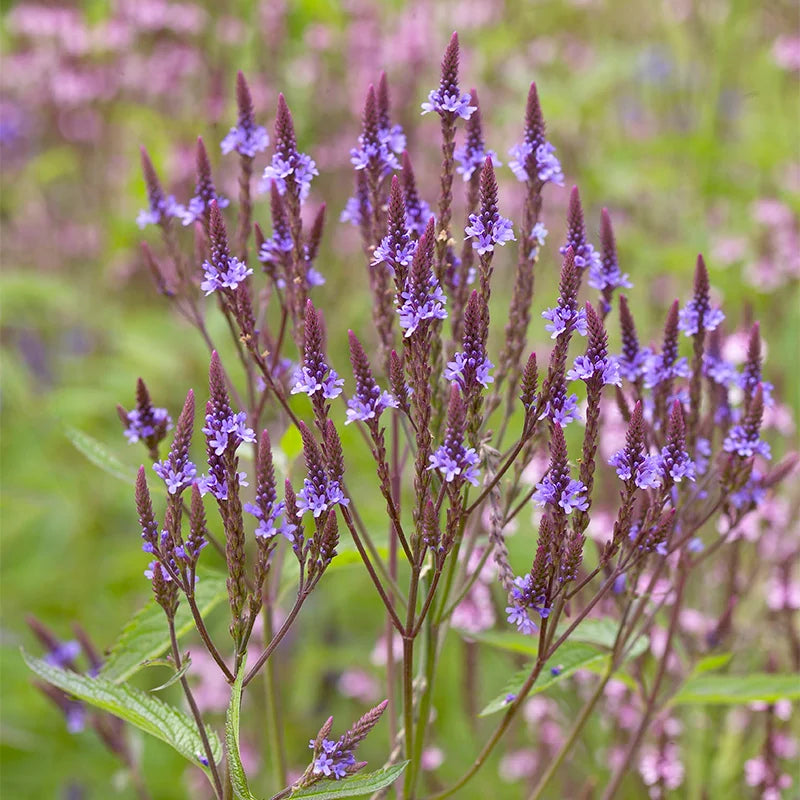 Blue Vervain flower seeds