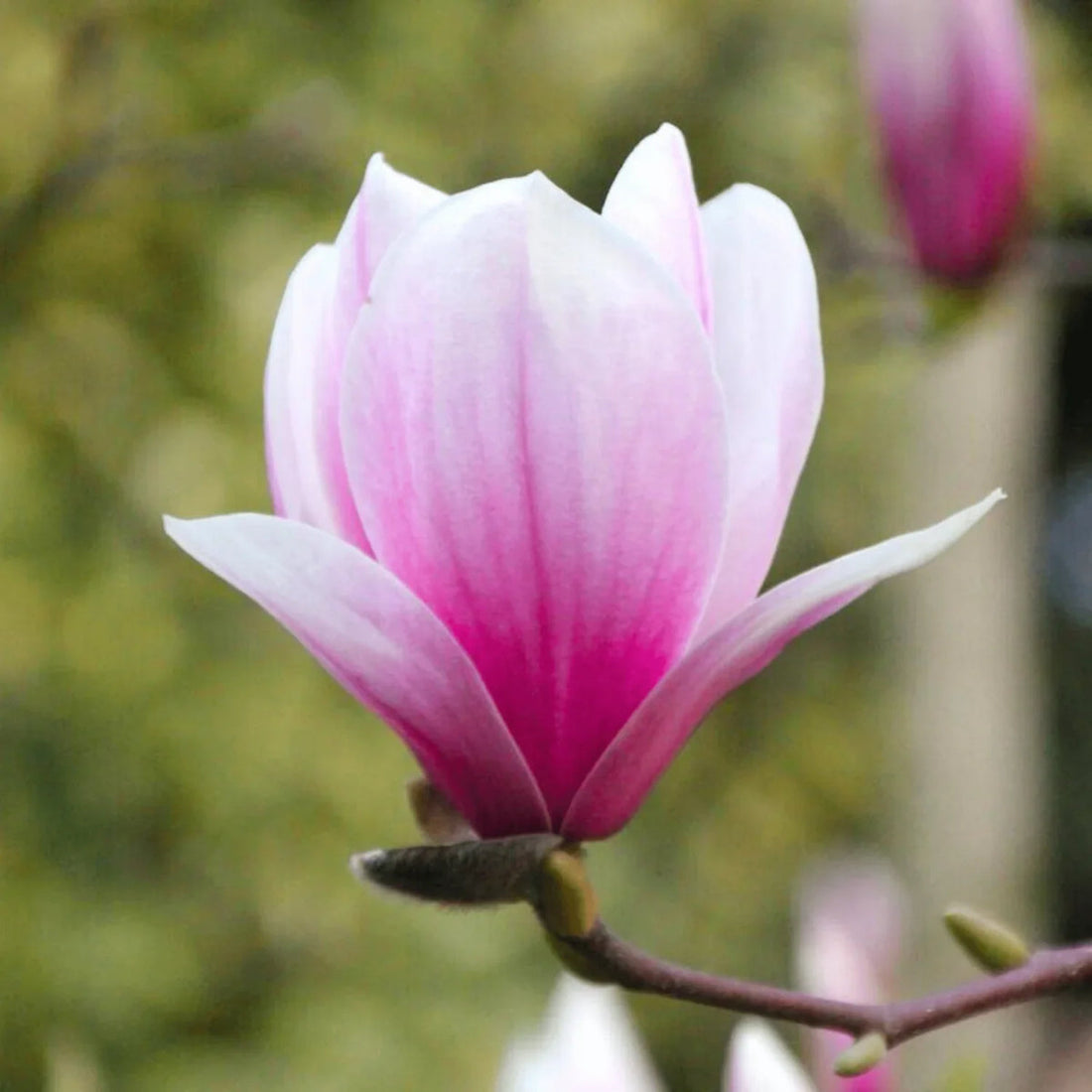 Pink White flower seeds