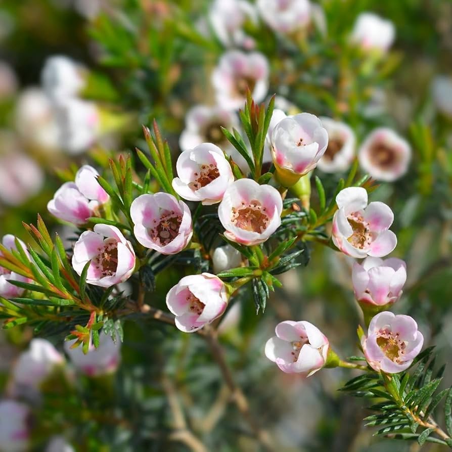 Geraldton Wax flower seeds