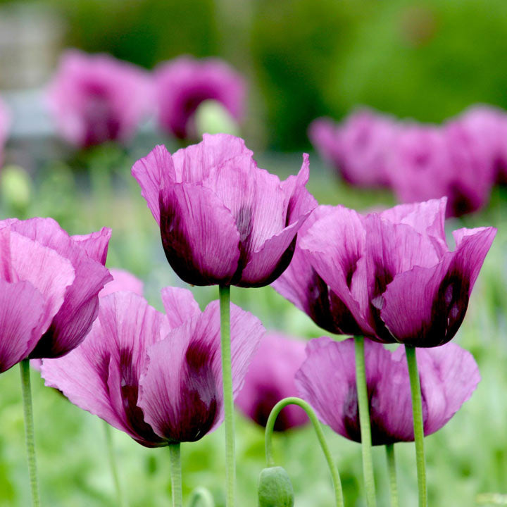 Hungarian flower seeds