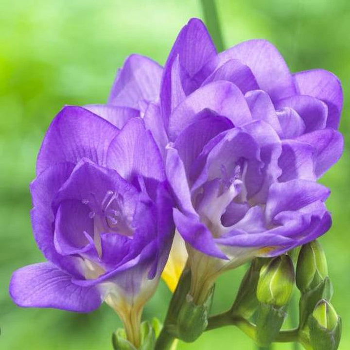 Lavender Freesia flower seeds