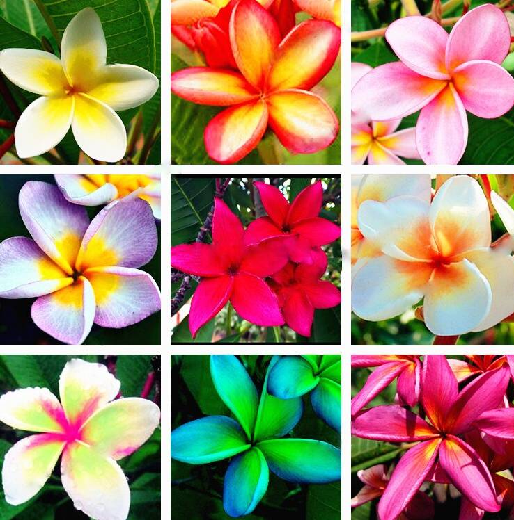 Egg flower seeds