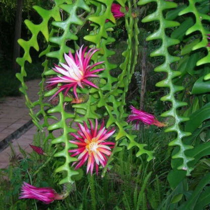 Epiphyllum Anguliger flower seeds