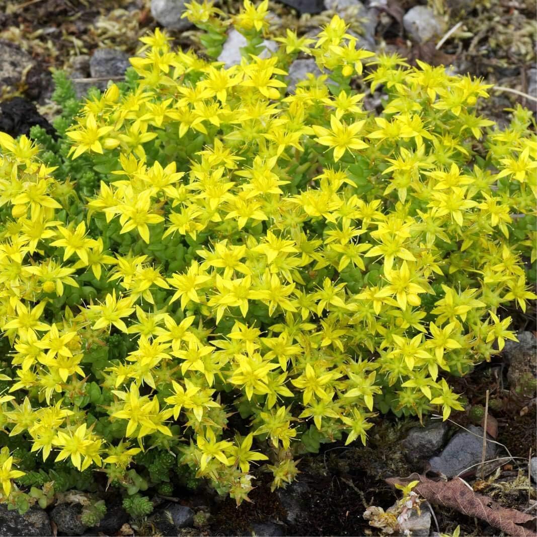 Yellow Moss flower seeds