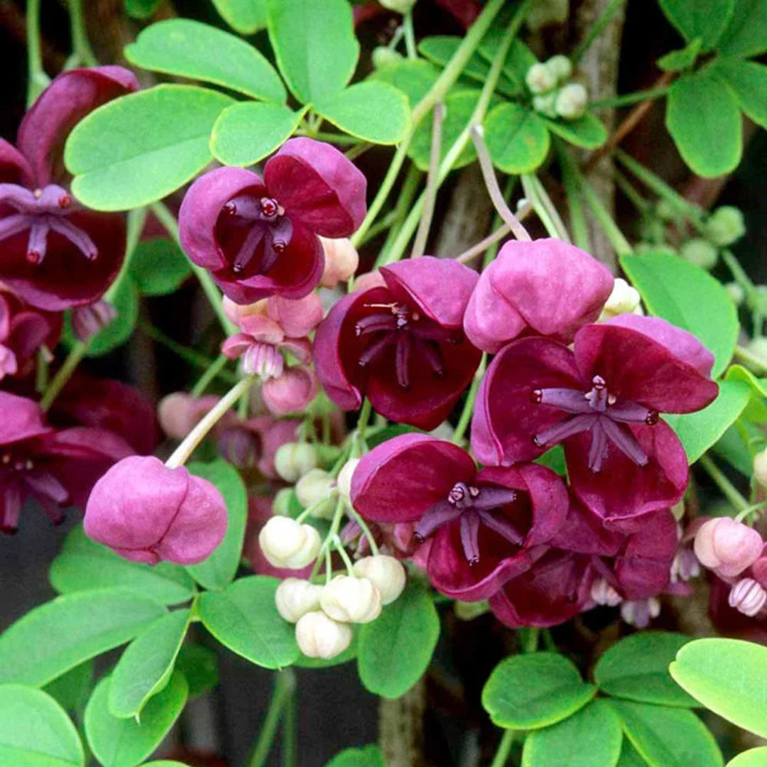 Akebia flower seeds