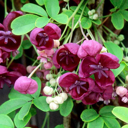 Akebia flower seeds