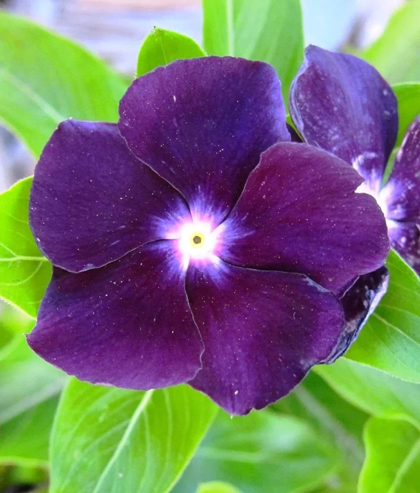 Purple Periwinkle flower seeds