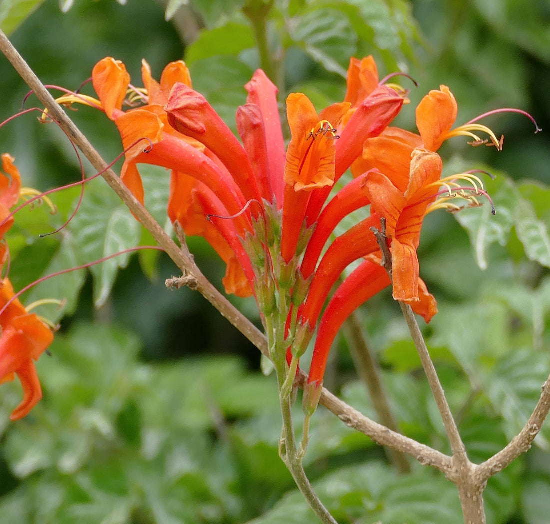 Orange Cape flower seeds