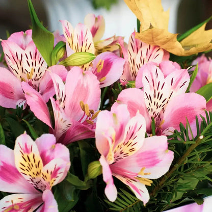 Alstroemeria flower seeds