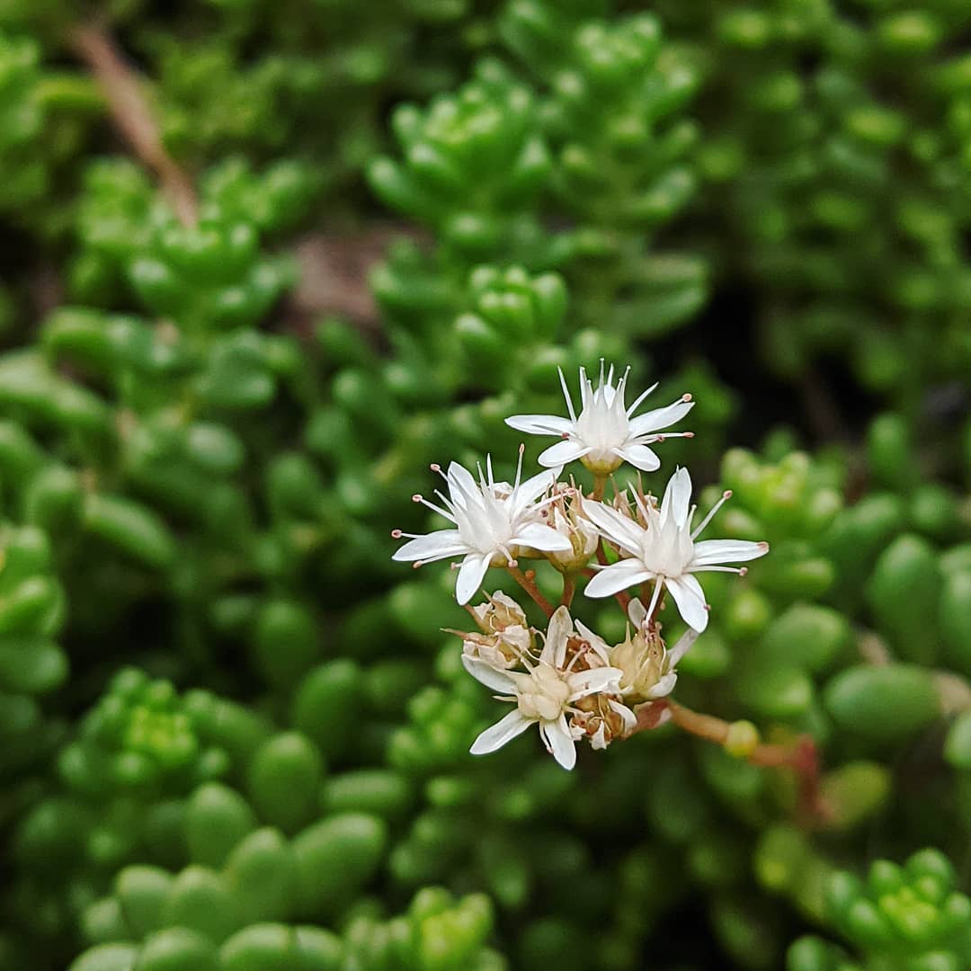 White Sedum flower seeds