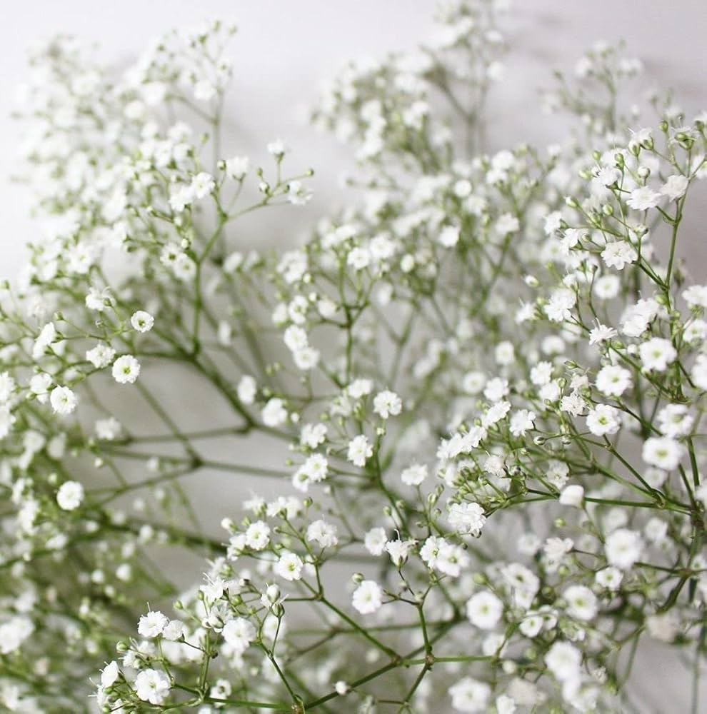 Gypsophila flower seeds