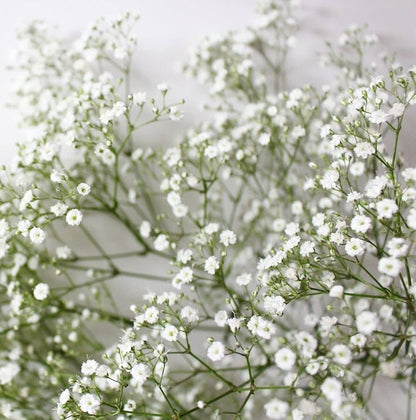 Gypsophila flower seeds