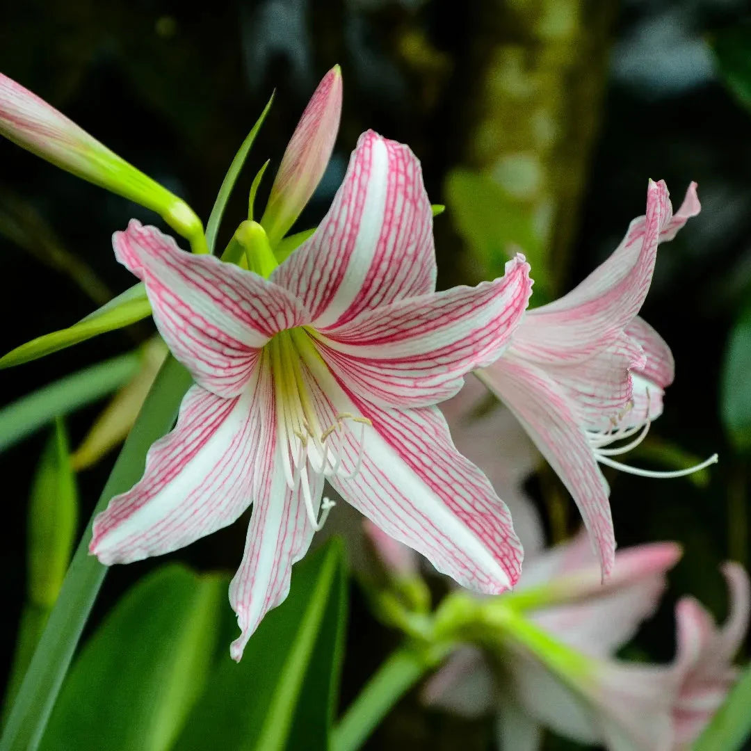 White Pink flower seeds