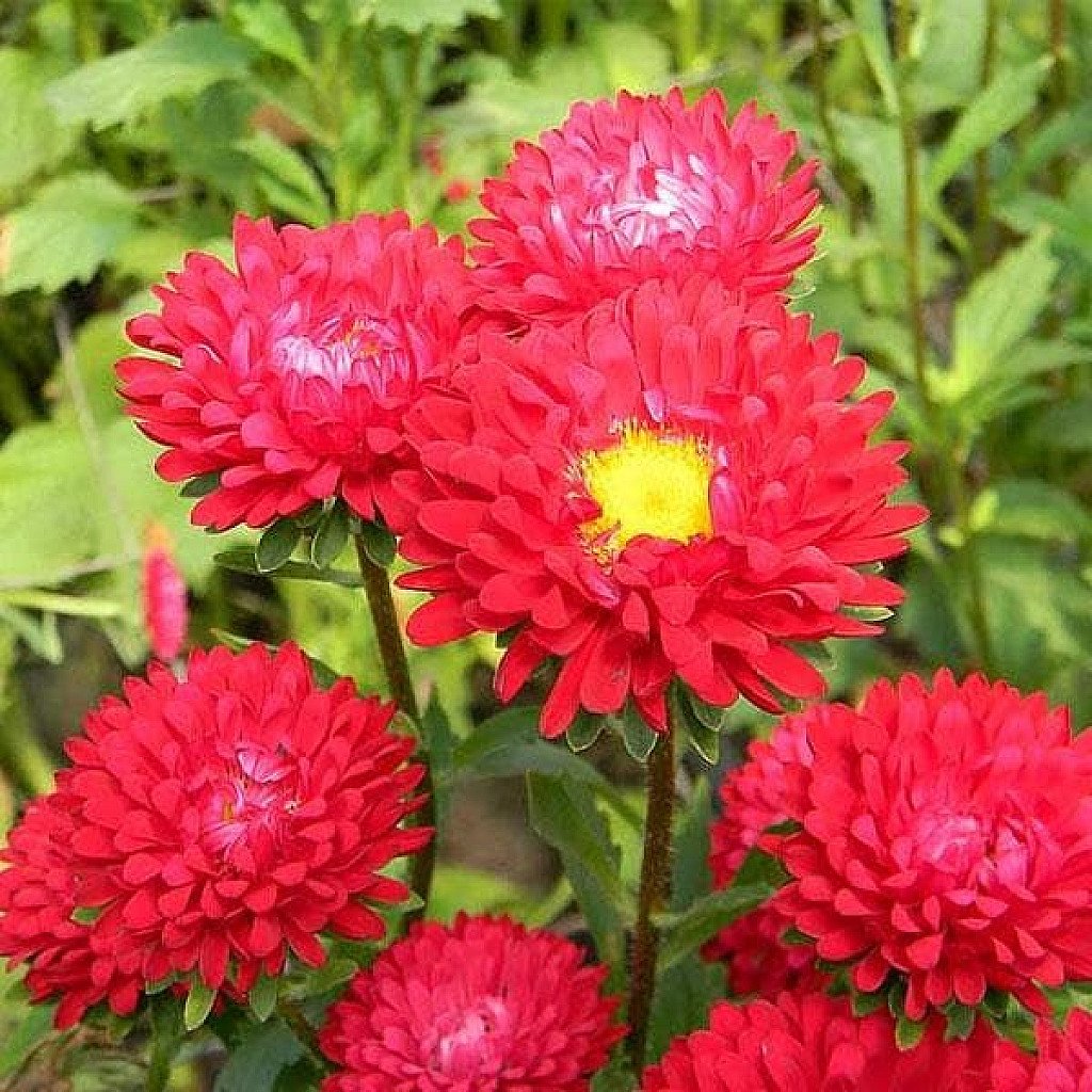 Red Aster flower seeds