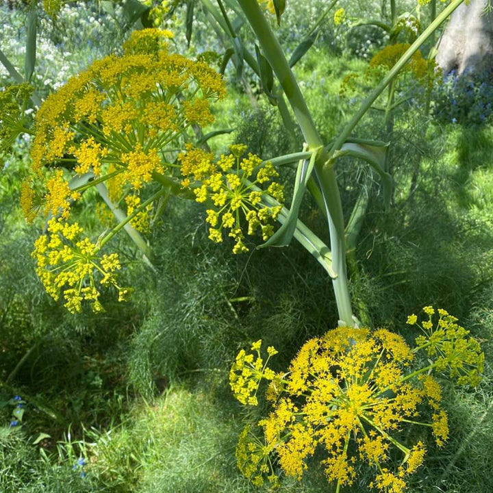 Fennel flower seeds