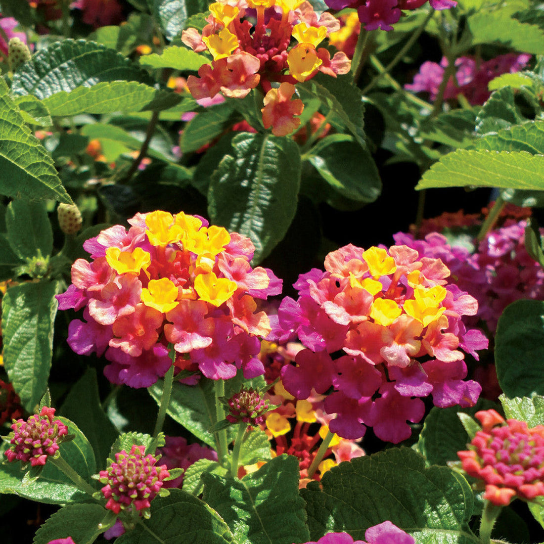 Rose Lantana flower seeds