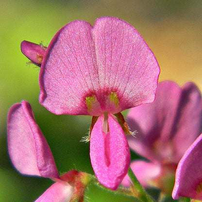 Pink Desmodium flower seeds
