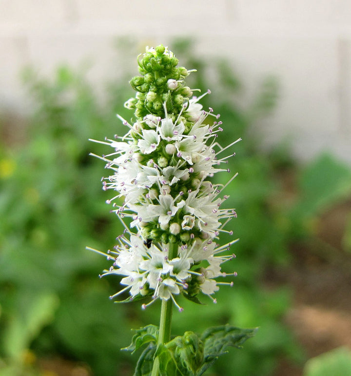 Mint flower seeds