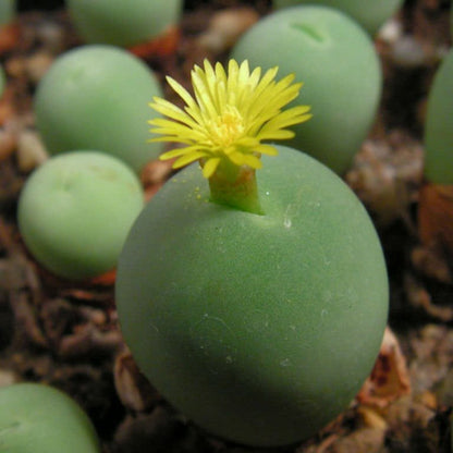 Conophytum Calculus flower seeds