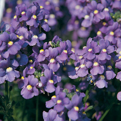 Purple Nemesia flower seeds