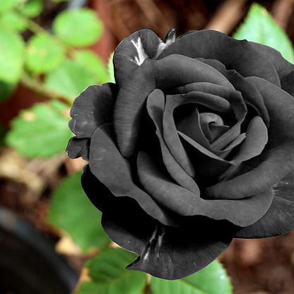 Rose flower seeds