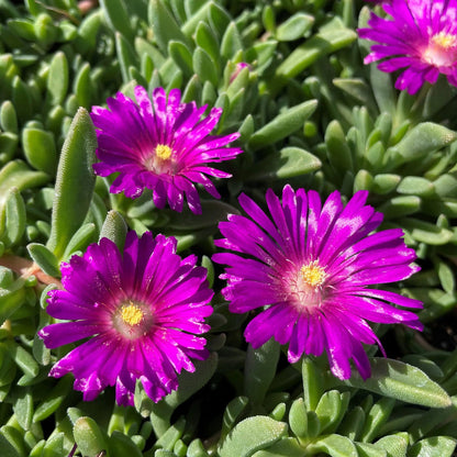Delosperma Cooperi flower seeds