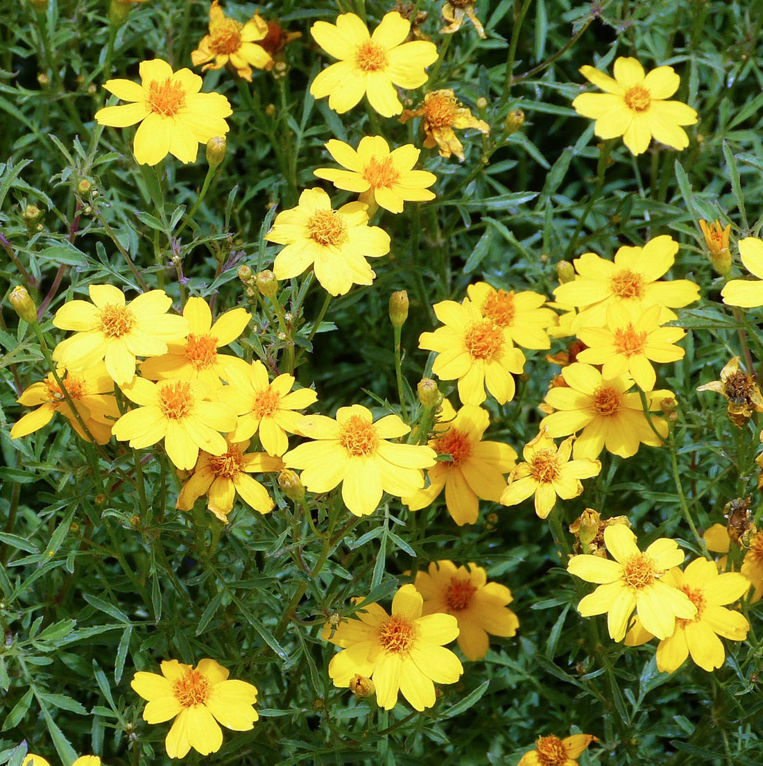 Yellow Lemmon flower seeds