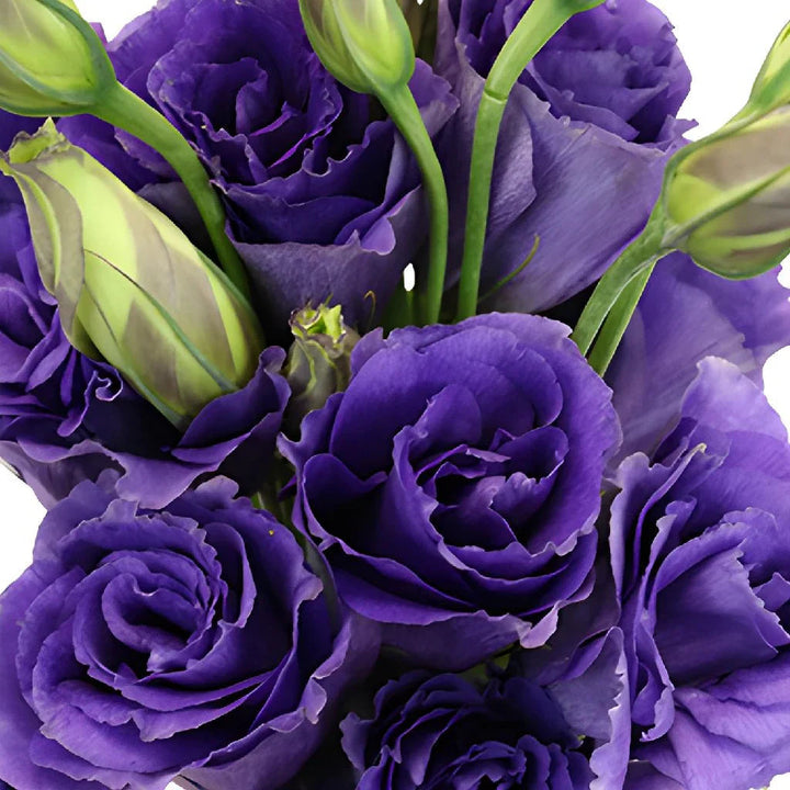 Purple Lisianthus flower seeds