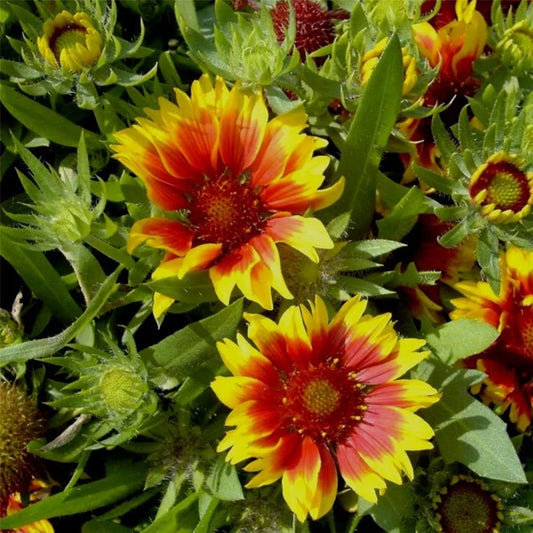 Yellow And flower seeds