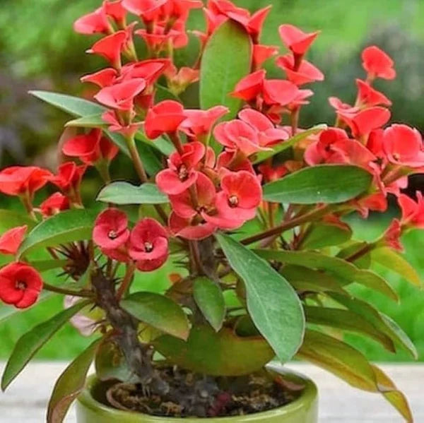 Euphorbia Milii flower seeds