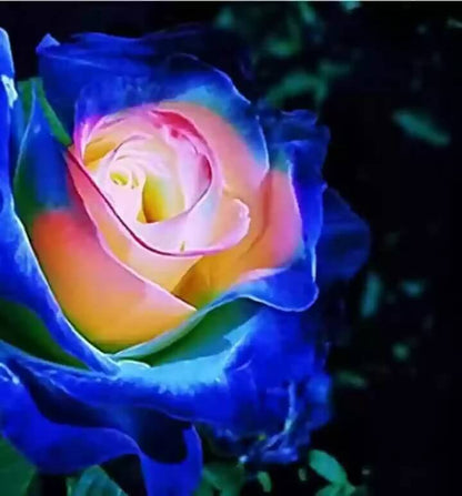 Blue Cream Rosa plant