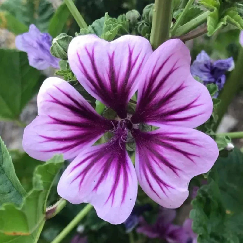 Casa Malva Flower Seeds for Planting – Heirloom Non-GMO Garden Seeds