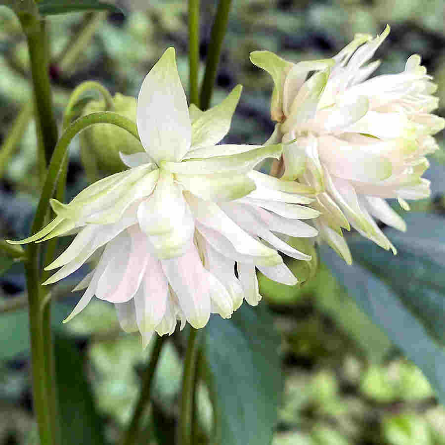 Aquilegia Lace flower seeds