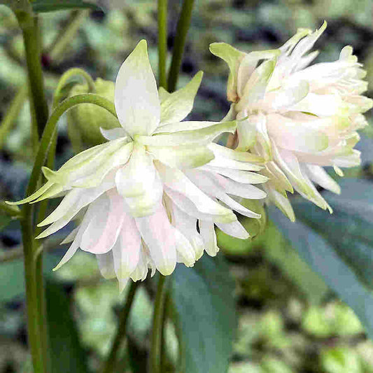 Aquilegia Lace flower seeds