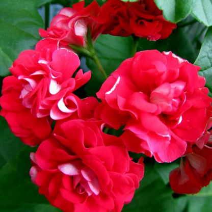 Double Impatiens plant